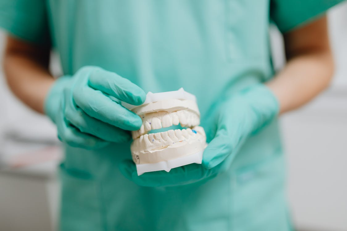 A dentist holding a dental cast